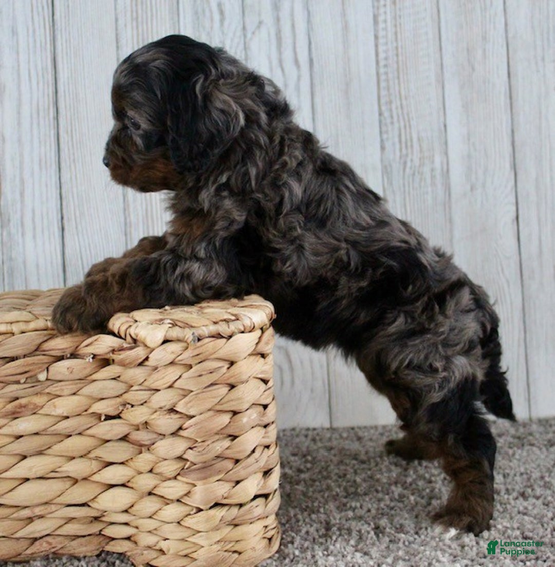 Cockapoo dogs for sale: Cookie - Ad 8