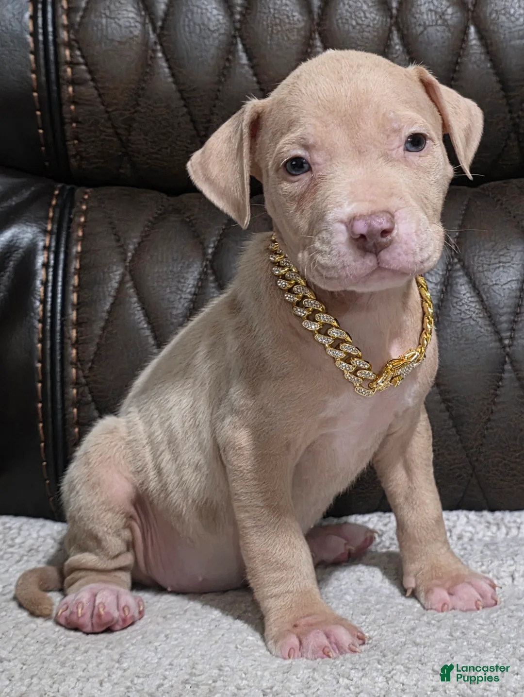 American Pit Bull Terrier dogs for sale: Talia - Ad 2