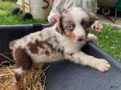 Miniature Australian Shepherd dogs heide - Ad 3