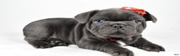 French Bulldog dogs for sale: Austin  - Ad 2