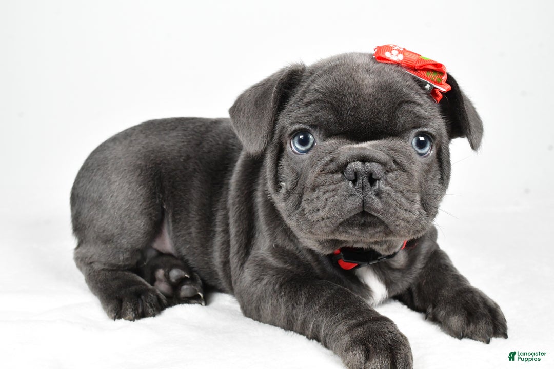French Bulldog dogs for sale: Austin  - Ad 2