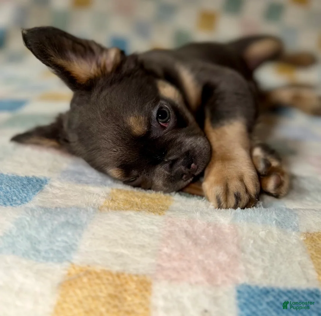 French Bulldog dogs for sale: Sire - Ad 2