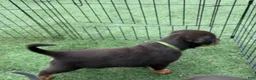 Rottweiler dogs for sale: Venus  - Ad 5