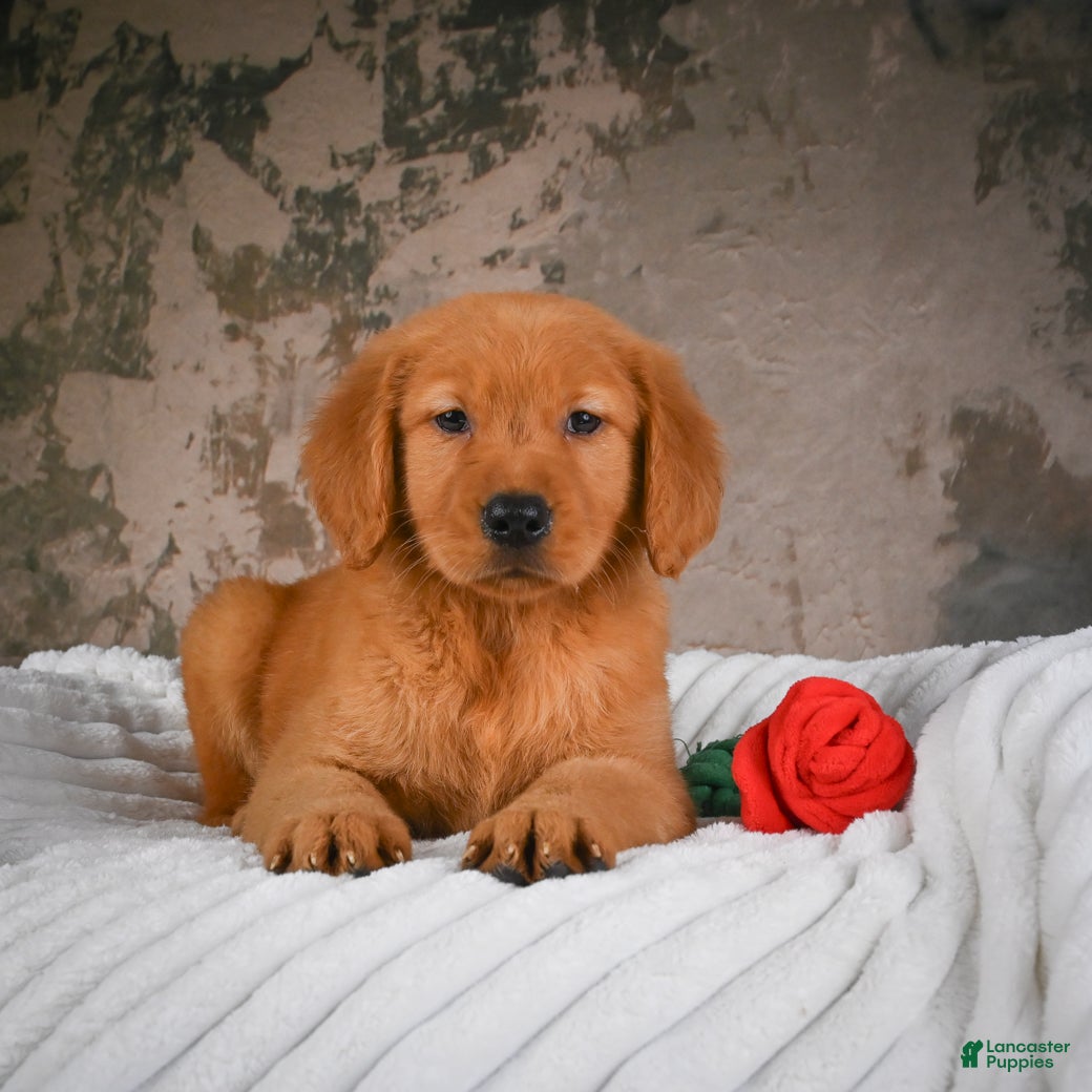 Golden Retriever dogs Luna - Ad 2