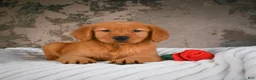 Golden Retriever dogs for sale: Luna - Ad 2