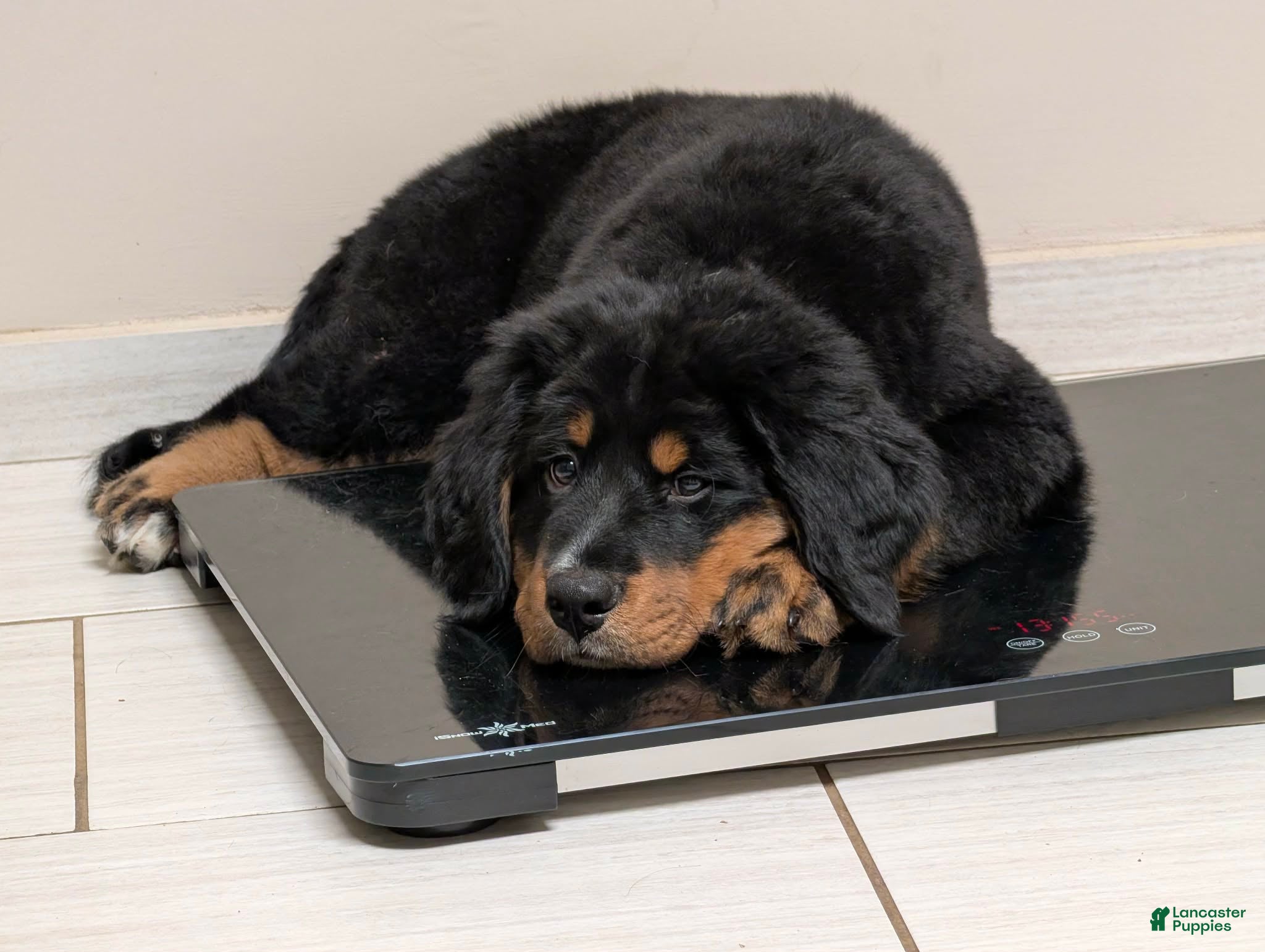 Mixed Breed dogs Mixed Breed Puppy 2 - Ad 37