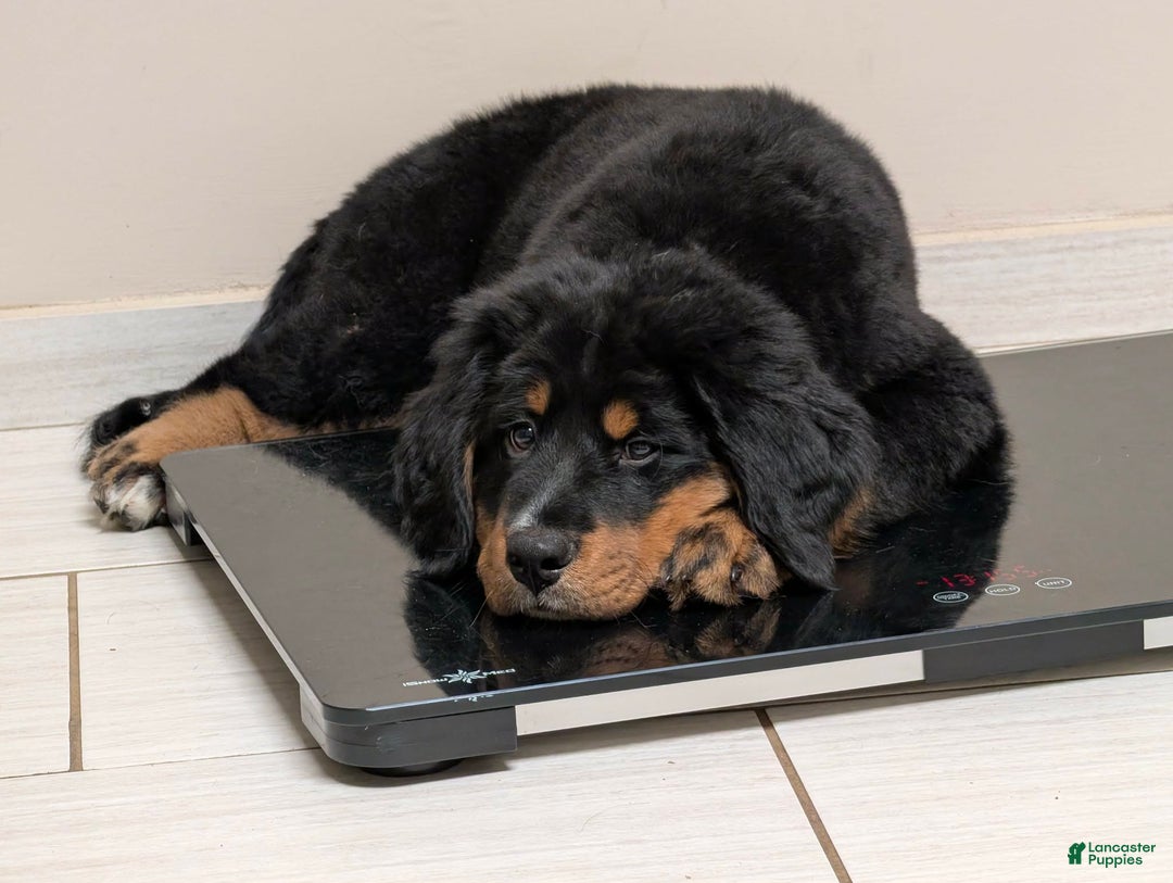 Mixed Breed dogs for sale: Mixed Breed Puppy 2 - Ad 1