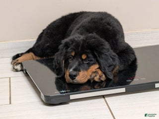 Mixed Breed dogs Mixed Breed Puppy 2 - Ad 4