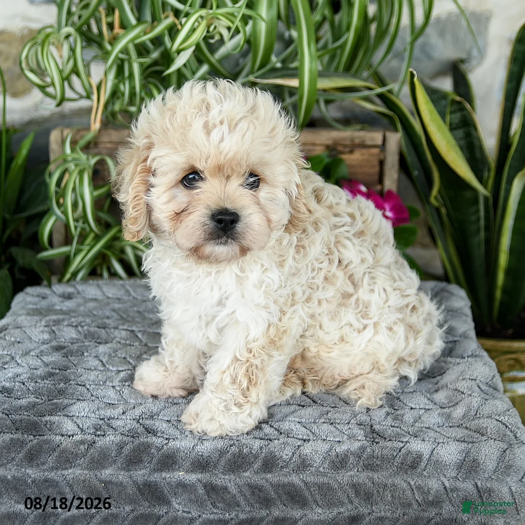 Cavapoo dogs for sale: Tanner - Ad 1