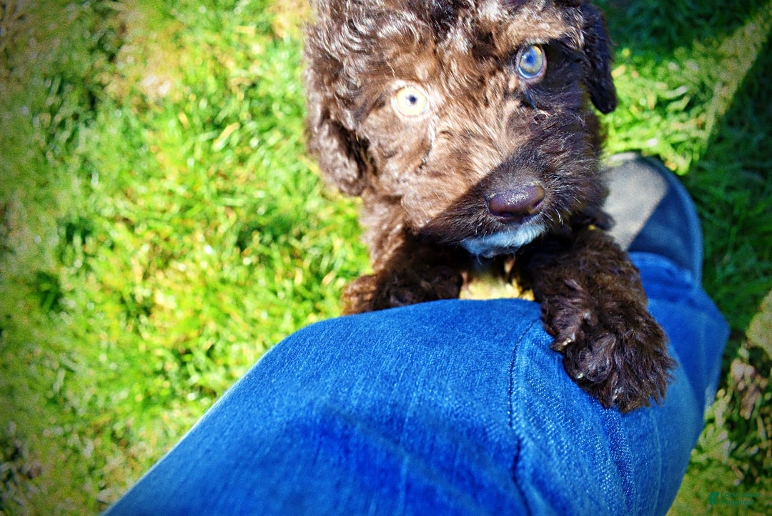 Havapoo dogs for sale: Iggy - Ad 15