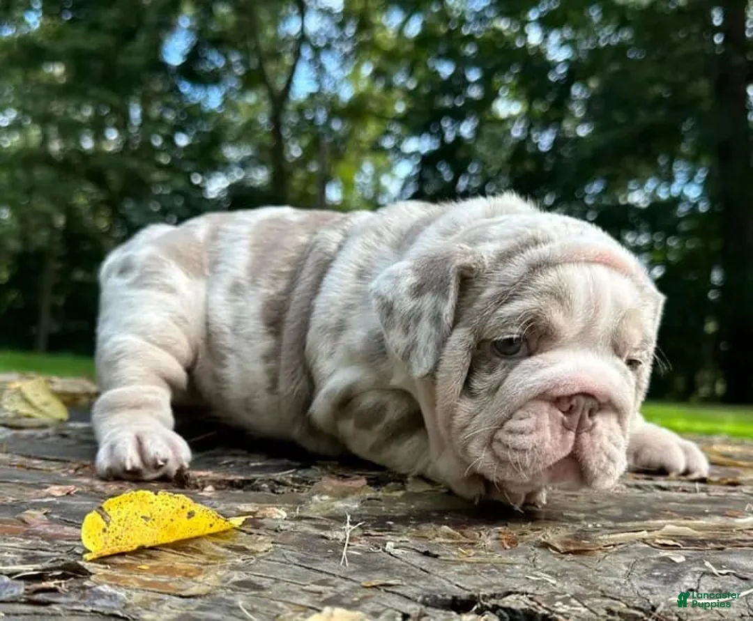 English Bulldog dogs for sale: LATTO - LILAC TRI MERLE BEAUTY - Ad 1