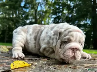 English Bulldog dogs LATTO - LILAC TRI MERLE BEAUTY - Ad 5
