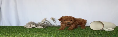 AKC Casey (tiny)