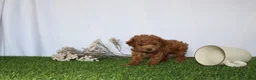 Toy Poodle dogs for sale: AKC Casey (tiny) - Ad 1