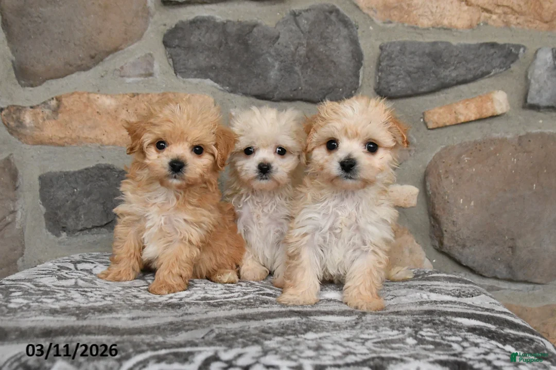 Maltipoo dogs for sale: Alice - Ad 5