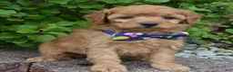 Mini Goldendoodle dogs for sale: Mini Greta - Ad 10