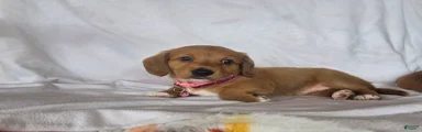Peanut