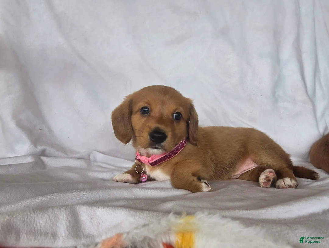 Miniature Dachshund dogs for sale: Peanut - Ad 1