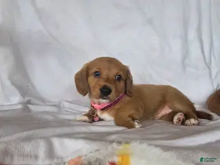 Miniature Dachshund dogs Peanut - Ad 24