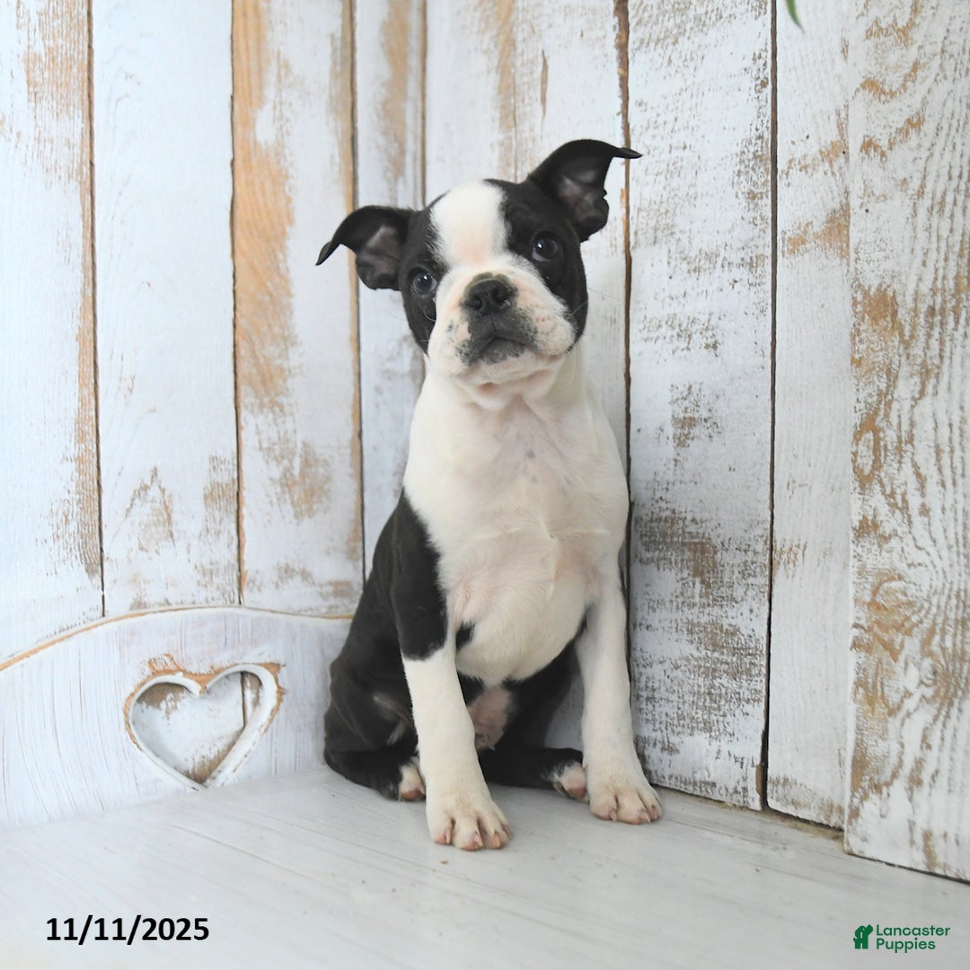 Boston Terrier dogs for sale: Navy - Ad 2