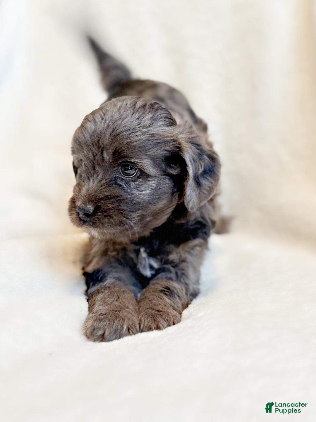 Mini Aussiedoodle dogs for sale: Remy - Ad 3