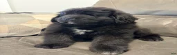 Newfoundland dogs for sale: EARL - Ad 1