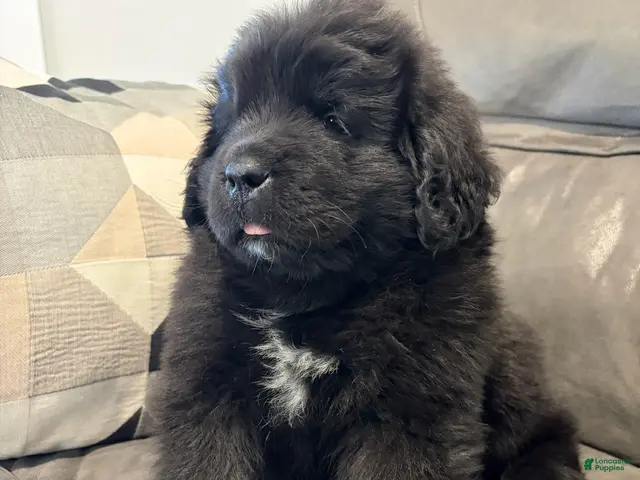Newfoundland dogs for sale: EARL - Ad 1