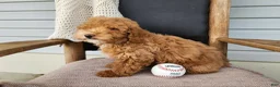Mini Bernedoodle dogs for sale: Spencer - Ad 9