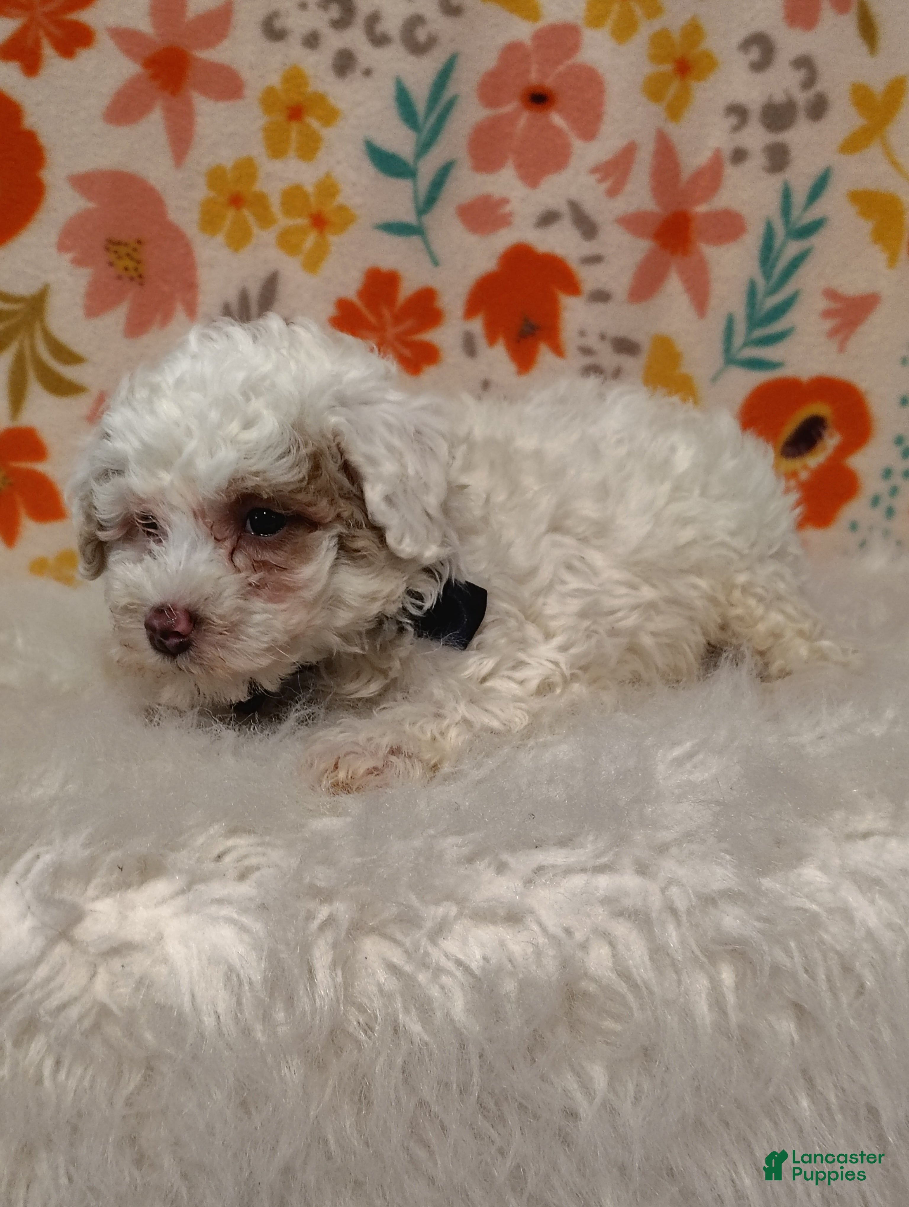 Sheepadoodle dogs Sam - Ad 1