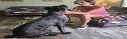 Cane Corso dogs for sale: Cane Corso 2 - Ad 63