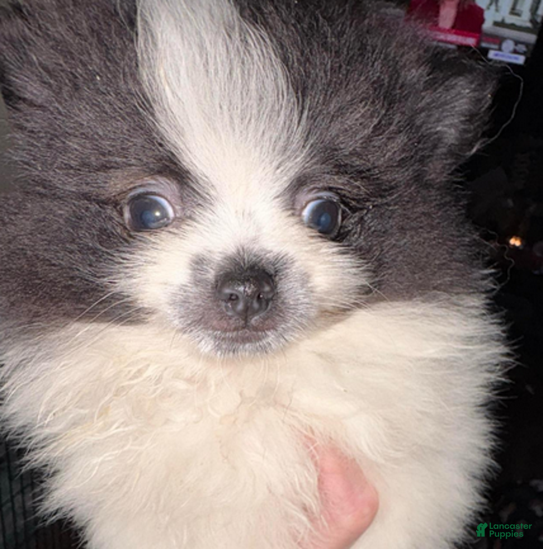 Pomeranian dogs for sale: Timber - in love - Ad 2