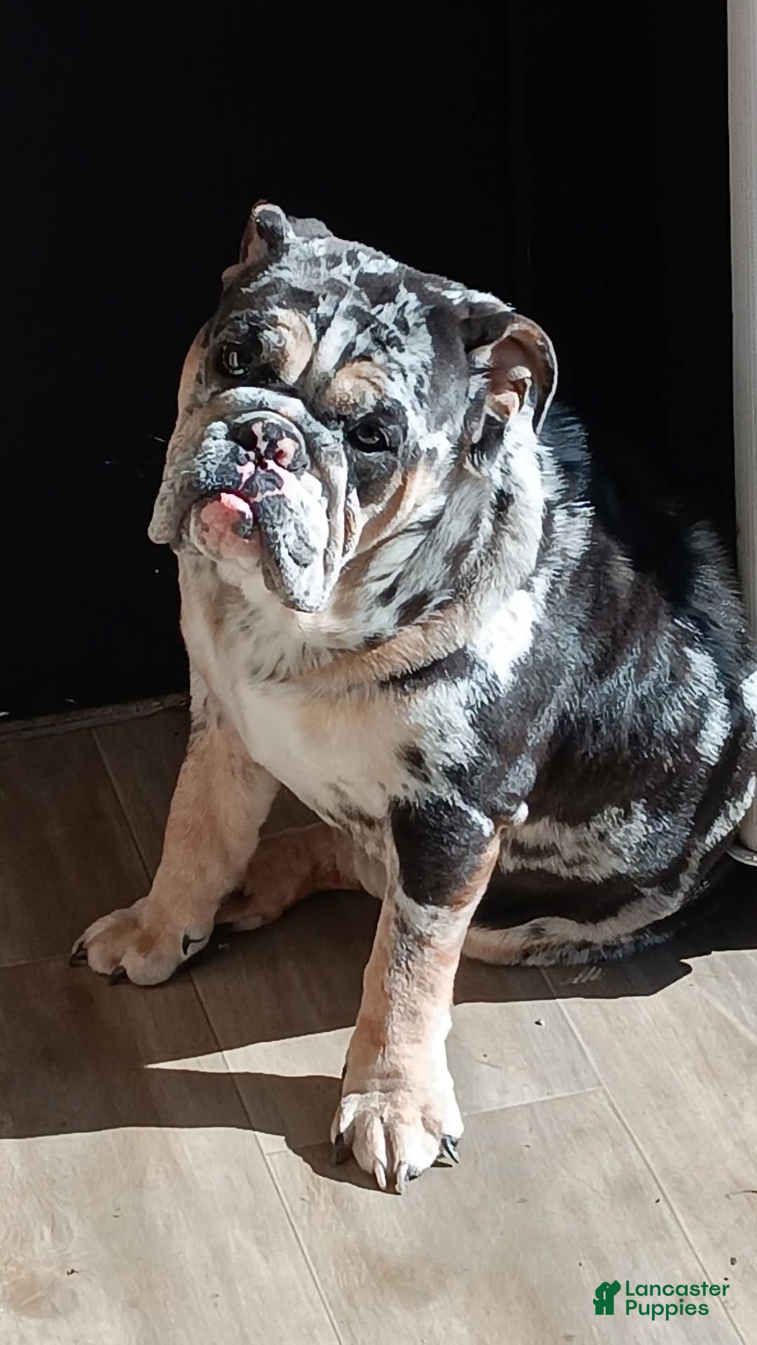 English Bulldog dogs English Bulldog Puppy 1 - Ad 6