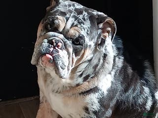 English Bulldog dogs English Bulldog Puppy 1 - Ad 37