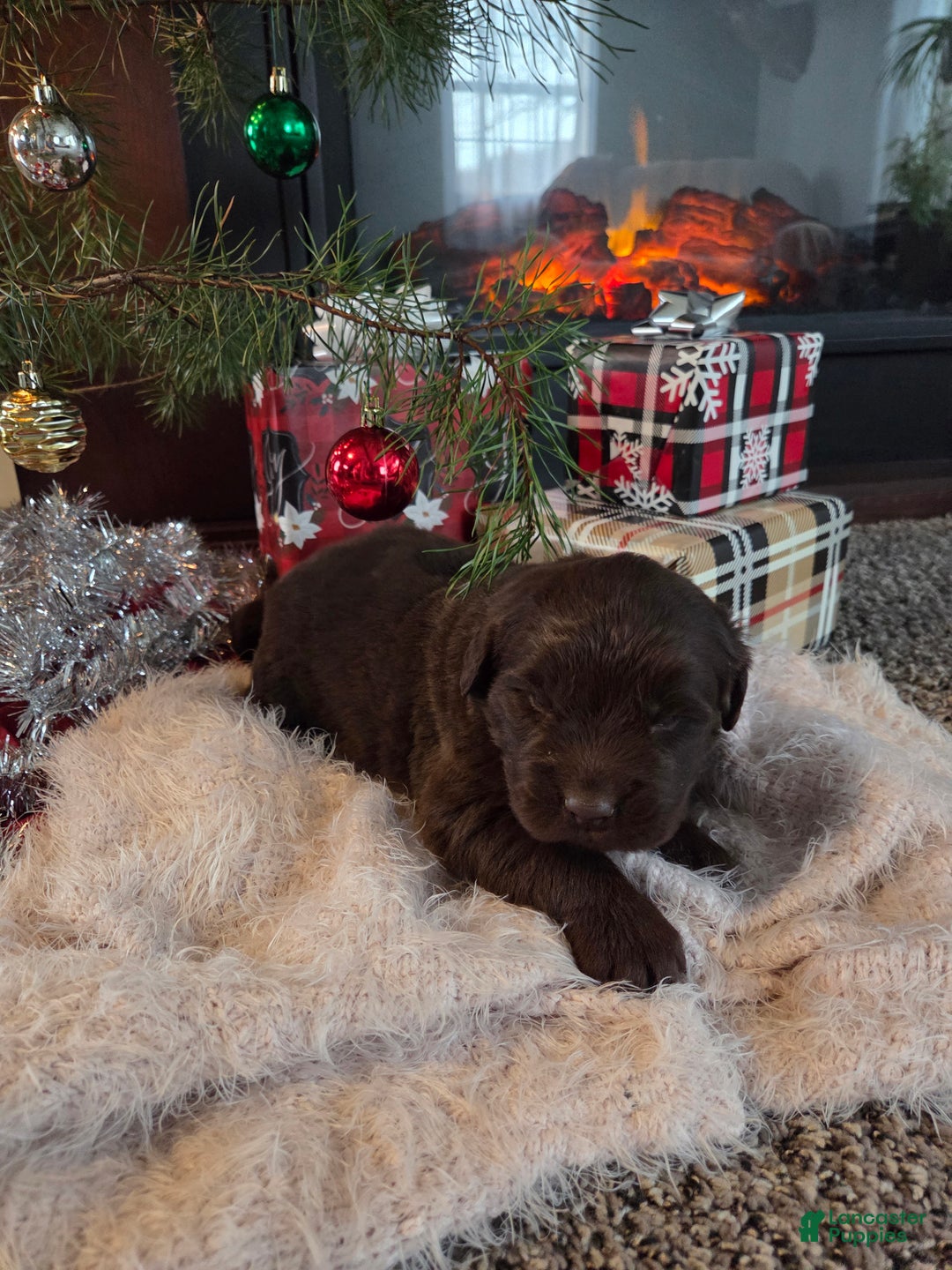 Newfoundland dogs for sale: Crimson  - Ad 3