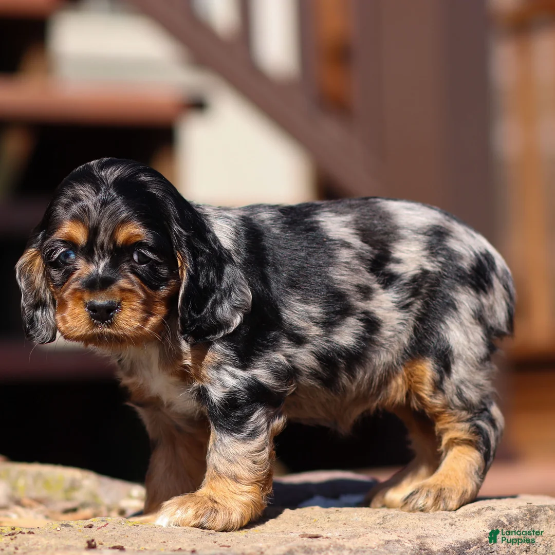 Cocker Spaniel dogs for sale: Daisy Cocker Spaniel Puppy  - Ad 2