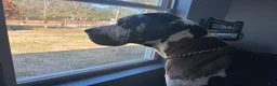 Great Dane dogs for stud: Mozzarella  - Ad 5