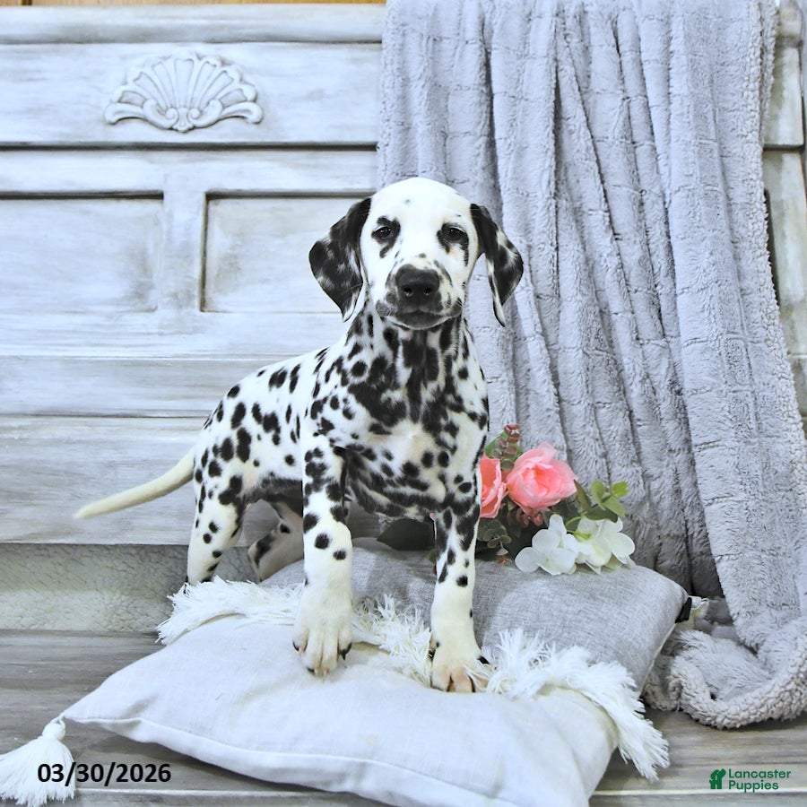 Dalmatian dogs Mimi - Ad 1