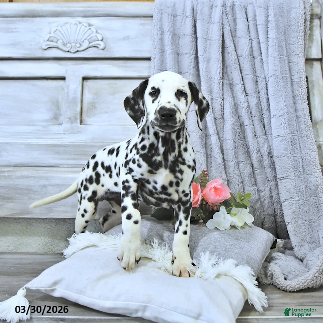Dalmatian dogs for sale: Mimi - Ad 1