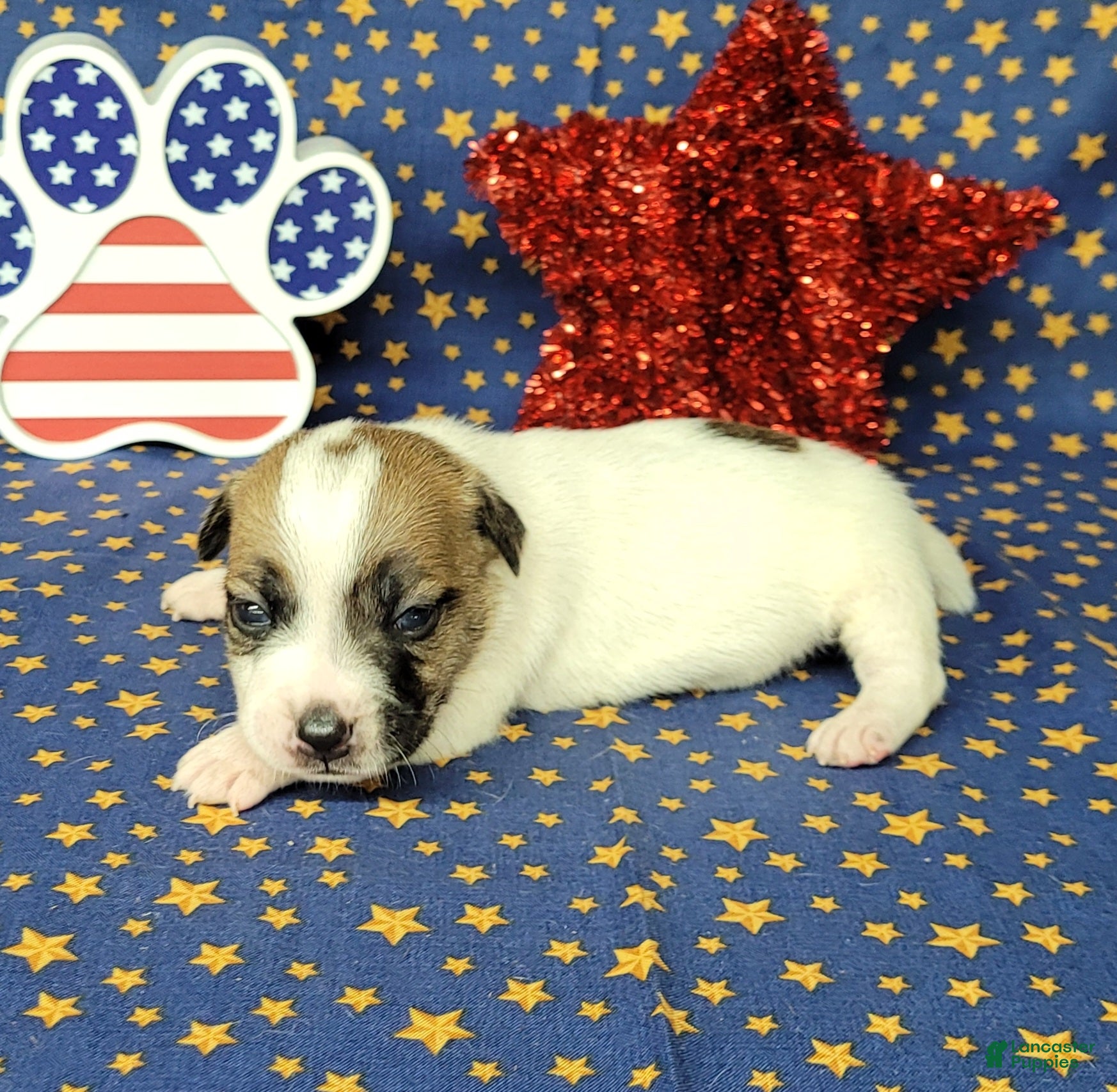 Jack Russell Terrier dogs CKC "Pilot" Delivery Available  - Ad 35
