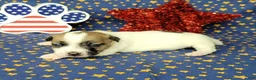 Jack Russell Terrier dogs for sale: CKC "Pilot" Delivery Available  - Ad 1