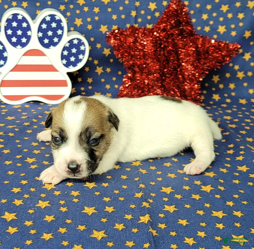 Jack Russell Terrier dogs for sale: CKC "Pilot" Delivery Available  - Ad 1