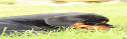 Rottweiler dogs for sale: Rottweiler lily - Ad 6