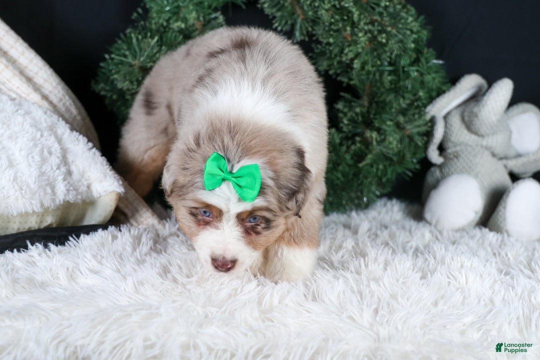 Miniature Australian Shepherd dogs for sale: SAMMY - Ad 10