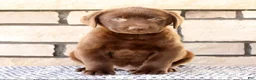 Labrador Retriever dogs for sale: Max - Ad 3