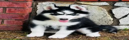 Siberian Husky dogs for sale: Hershey  - Ad 12