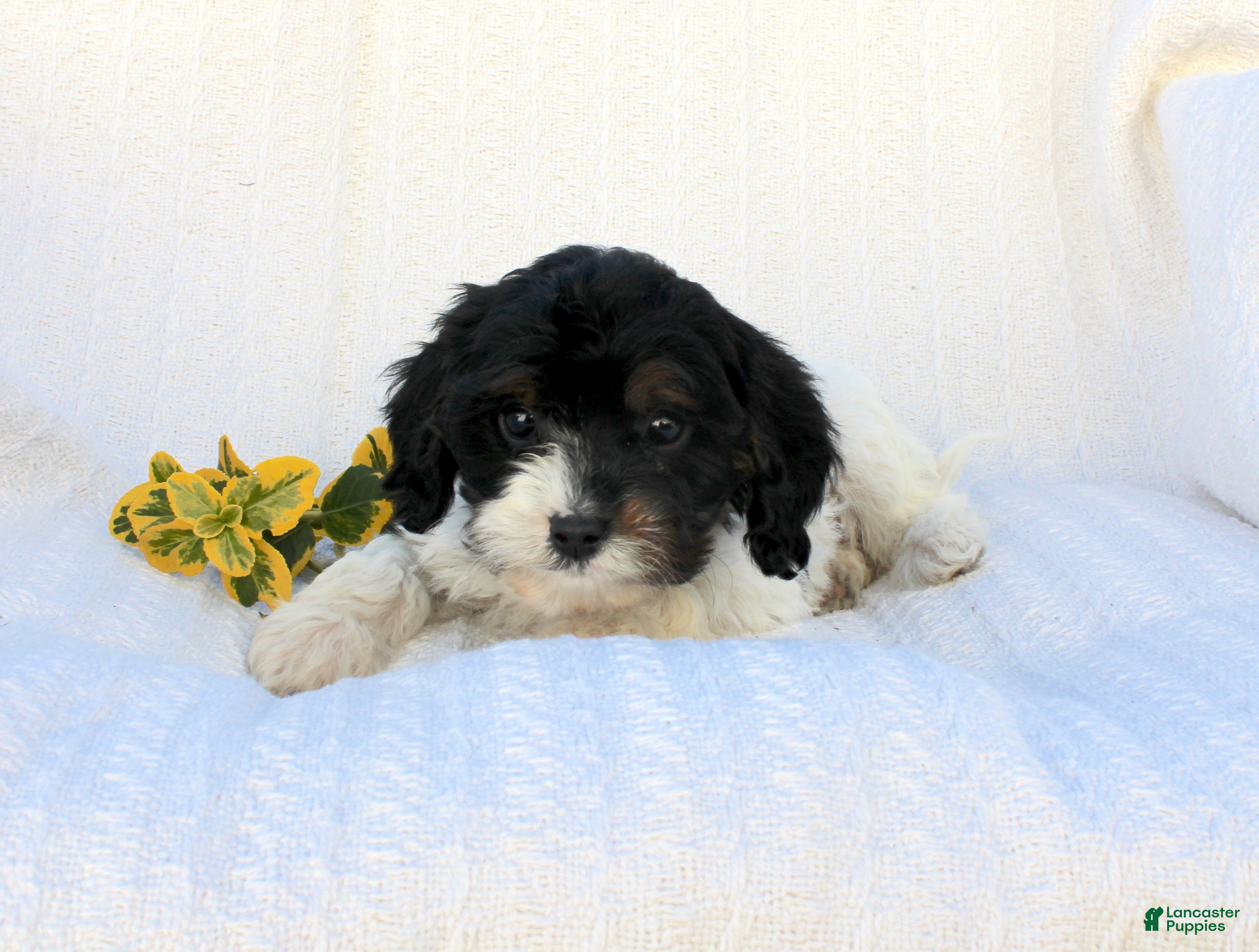 Cavapoo dogs for sale: Lila - Ad 2