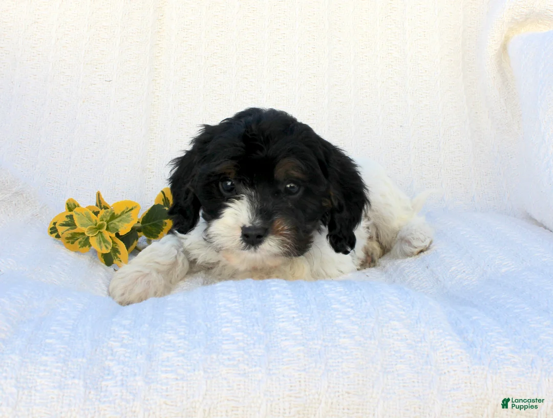 Cavapoo dogs for sale: Lila - Ad 2