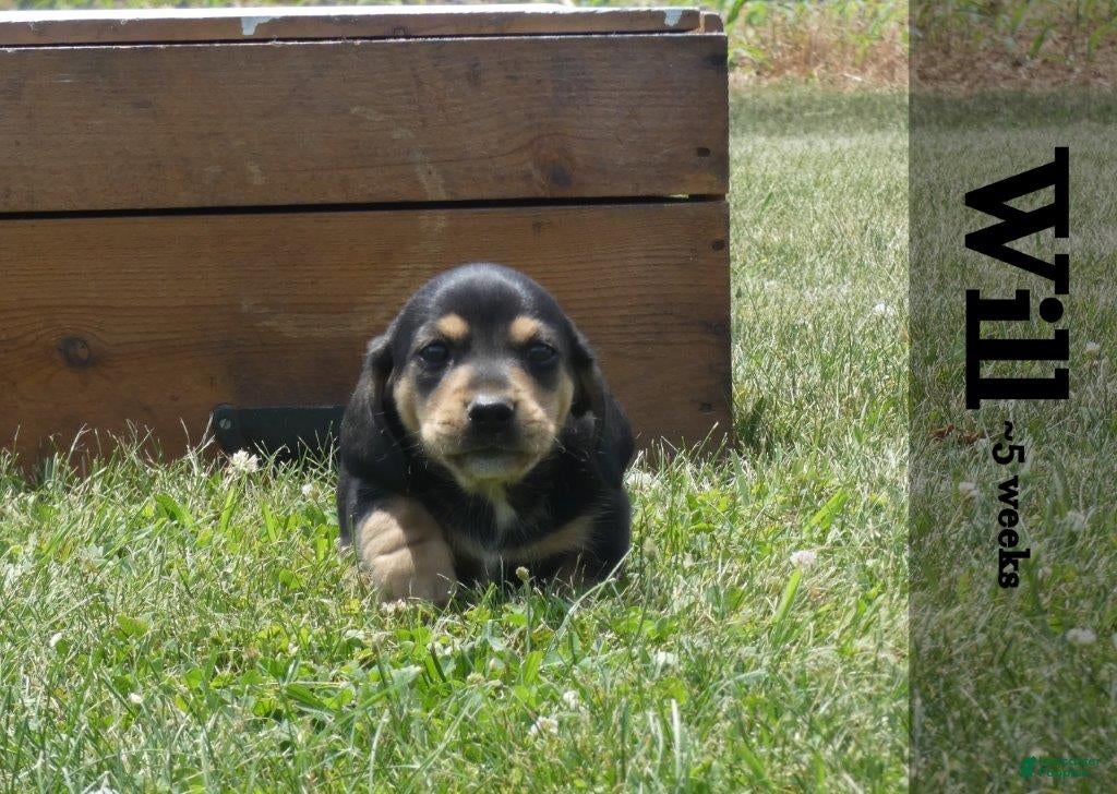 Dachshund dogs Will  - Ad 2