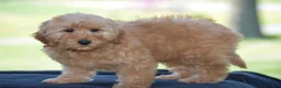 Mini Goldendoodle dogs for sale: Windy - Ad 5