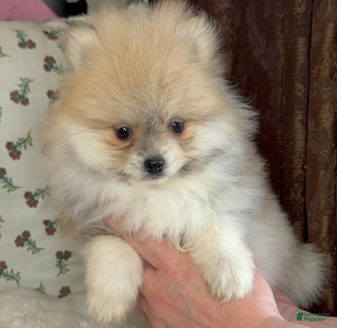 Pomeranian dogs for sale: Pomeranian Puppy Lulu - Ad 2